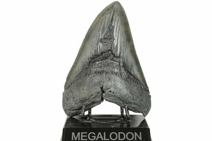 5.54" Fossil Megalodon Tooth - South Carolina